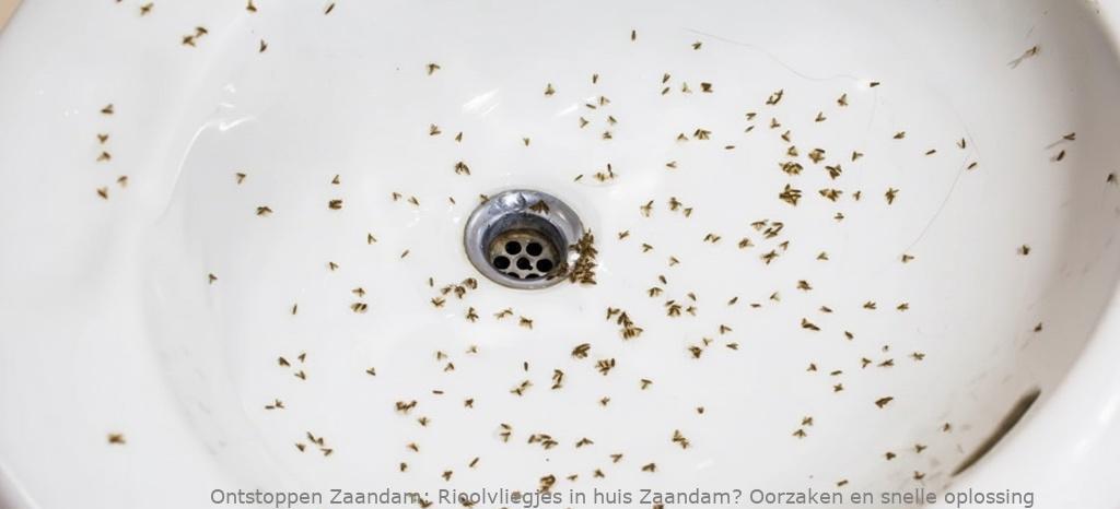 Rioolvliegjes in huis Zaandam? Oorzaken en snelle oplossing